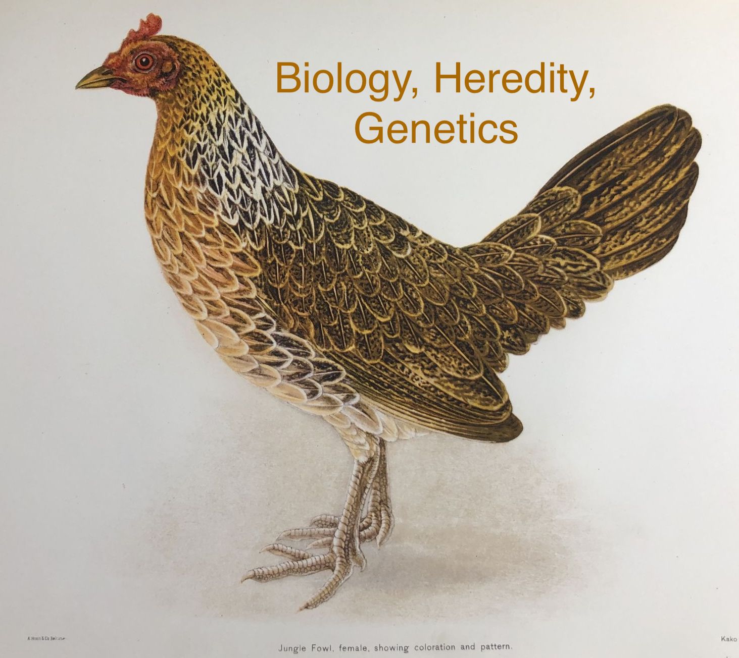 Rarities in Biology, Heredity, Genetics