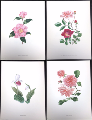 Item #0076066 4 Botanical Lithographs by Graham Stuart Thomas, published by the Wayside Gardens,...