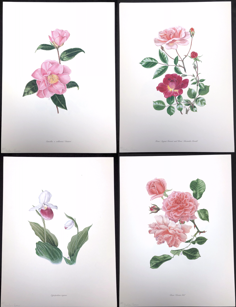 Item #0076066 4 Botanical Lithographs by Graham Stuart Thomas, published by the Wayside Gardens, in original portfolio. G. S. Thomas.