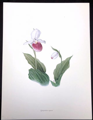 4 Botanical Lithographs by Graham Stuart Thomas, published by the Wayside Gardens, in original portfolio