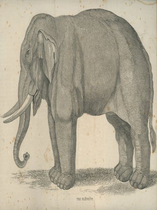 Natural History of Quadrupeds; with engravings, on a new plan, exhibiting their comparative size; adapted to the capacities of youth; with authentic anecdotes, illustrating the habits and characters of the animals; together with reflections, moral and religious, designed for Sabbath school libraries, families and common schools