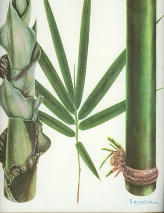Thirty Seven Bamboos Growing in India [Signed by illustrator Sharma]