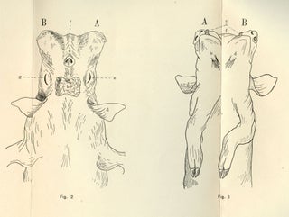 Heart and Anterior Arteries in Monsters of the Dicephalus Group; A Comparative Study of Cosmobia [Inscribed by Bishop]