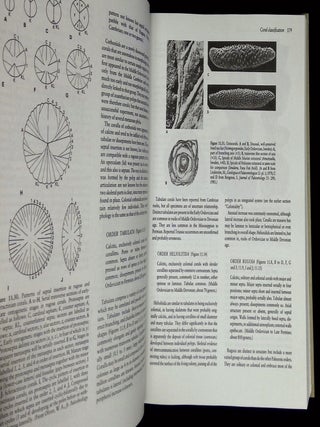 Fossil Invertebrates