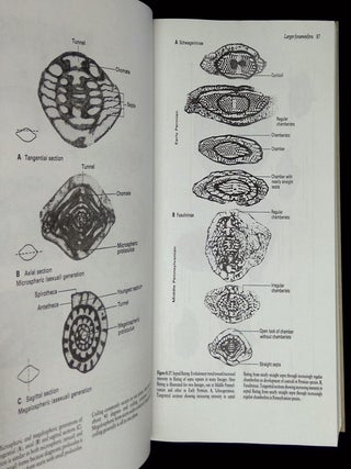 Fossil Invertebrates