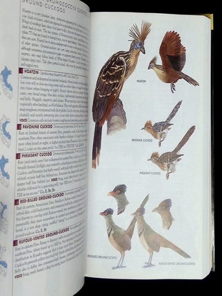 Birds of Peru
