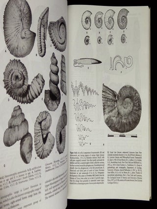 Fossil Invertebrates