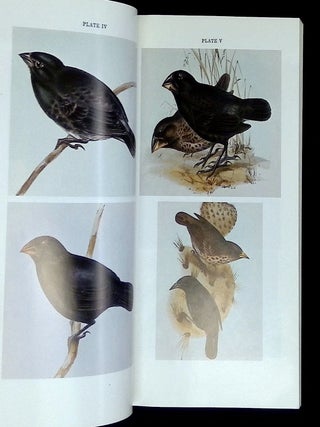 Darwin's Finches