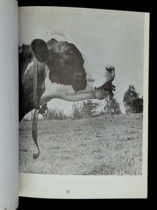 Dairy Cows
