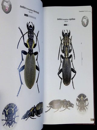 Ground Beetles of Africa: Afrotropical Region