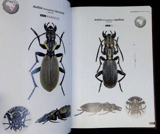 Ground Beetles of Africa: Afrotropical Region