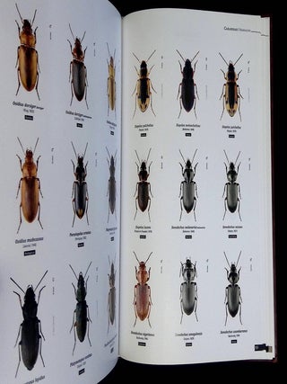Ground Beetles of Africa: Afrotropical Region