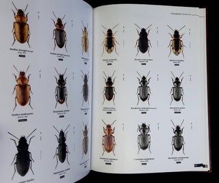 Ground Beetles of Africa: Afrotropical Region
