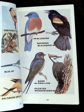 Guide to Florida Backyard Birds