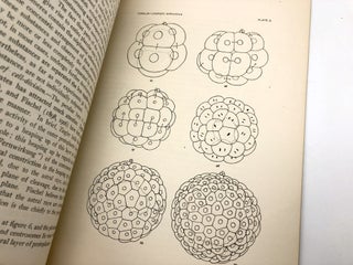 VI. The Habits and Early Development of Linerges Mercurius