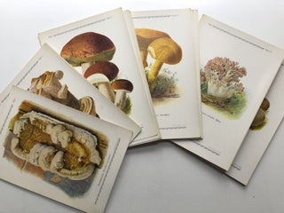 Pilze der Heimat. Eine Auswahl der verbreitetsten eßbaren, ungenießbaren und giftigen Pilze unserer Wälder und Fluren in Bild und Wort, Band II: Polyporaceae