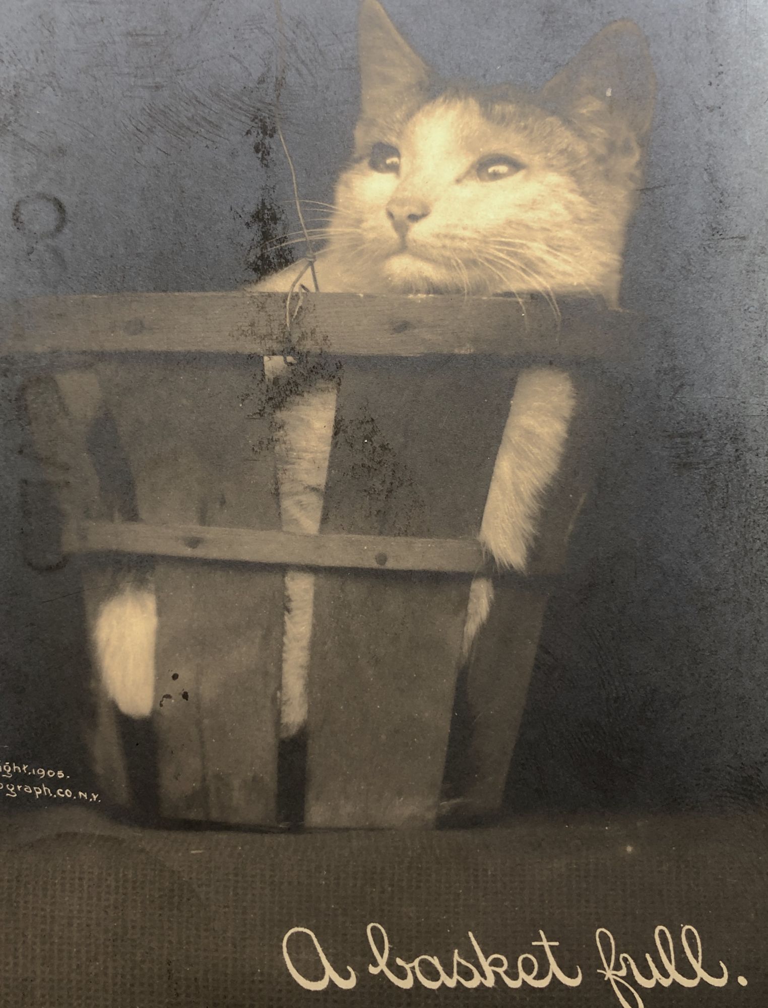 8 early 1900s Real Photo Postcards by the Rotograph Company on Bromide ...