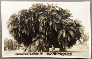 Item #H11334 1930s Real Photo Postcard: Palm "Phoenix Reclimata" St. Petersburg, Florida