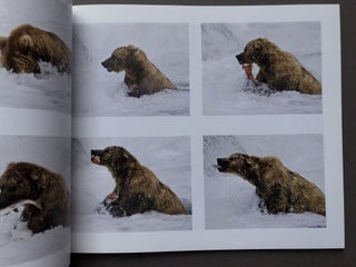 Great Coastal Brown Bears -- inscribed