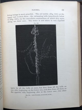 Seaside Studies of Natural History: Marine Animals of Massachusetts Bay -- Radiates