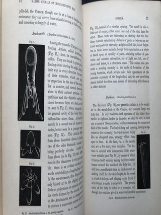 Seaside Studies of Natural History: Marine Animals of Massachusetts Bay -- Radiates