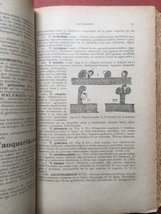Botanica Descriptiva, Compendio de la Flora Española, Tercera Edicion, Corregida y Aumentada, 3 volumes, 1920-1921, flame calf