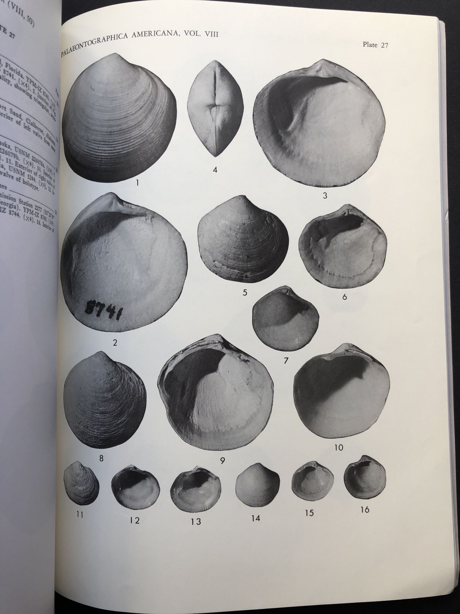Evolution and Classification of the Lucinidae Mollusca; Bivalvia ...