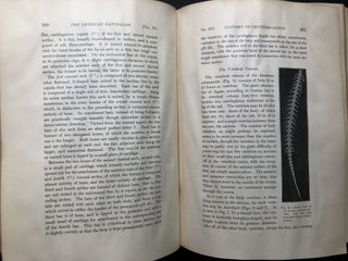 The American Naturalist, Vol. XL (40), 1906, bound volume