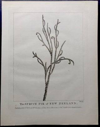 Item #H25304 The Spruce Fir of New Zeeland, copperplate print from Cook's Voyage to the South...
