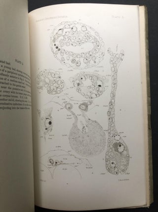 Ovogenesis in Distaplia Occidentalis Ritter (MS.), with Remarks on other species
