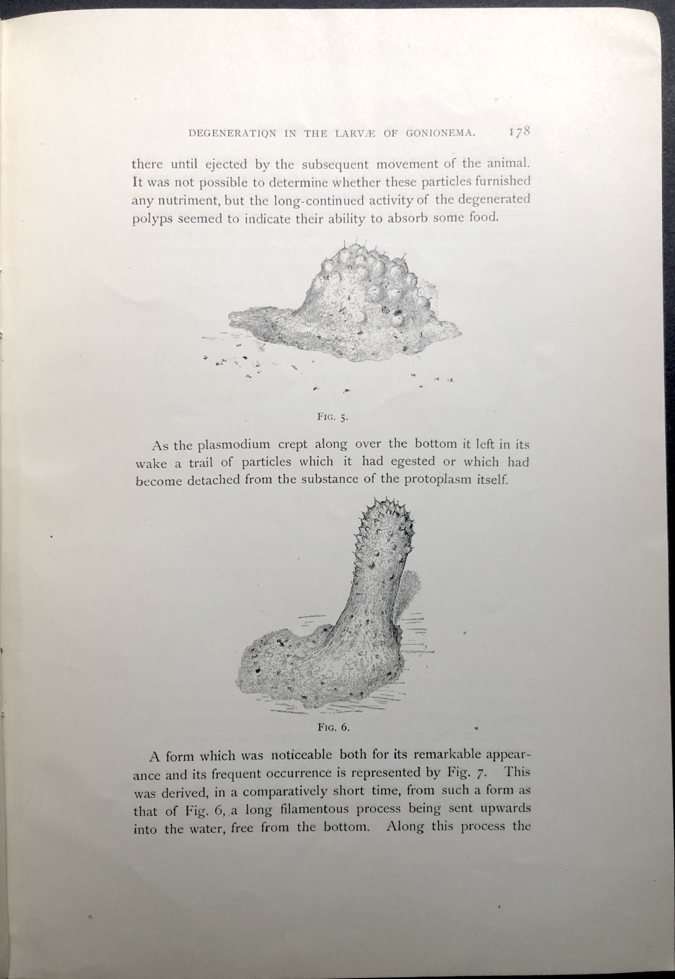 Degeneration Phenomena in the Larvae of Gonionema -- inscribed | Henry ...