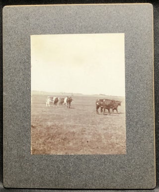 3 1890s mounted photos of William Hopley's farm & cattle, Atlantic, Iowa