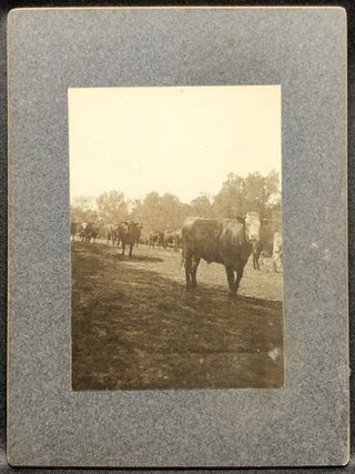 3 1890s mounted photos of William Hopley's farm & cattle, Atlantic, Iowa