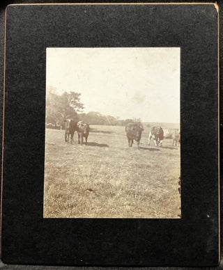 3 1890s mounted photos of William Hopley's farm & cattle, Atlantic, Iowa