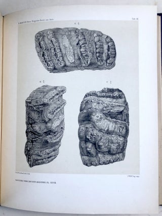 Verhandelingen der Koninklijke Akademie van Wetenschappen, Vol. 28, 1890