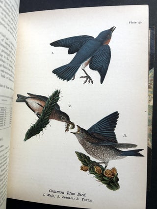 Report on the Birds of Pennsylvania (1890) in fine Bayntun leather binding