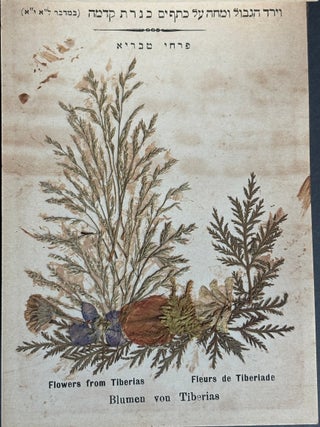 Flowers of the Holy Land, Jerusalem ca. 1900 in olive tree boards