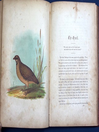 The Birds of the Bible (1854, color lithograph plates)