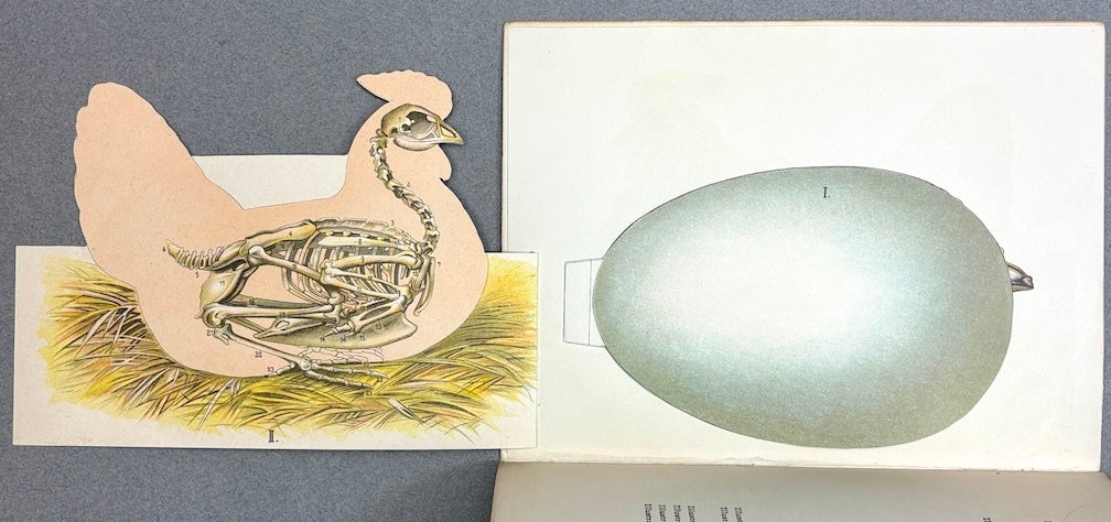 The Story of a Hen, with Colored Manikin Illustration Showing the Egg ...