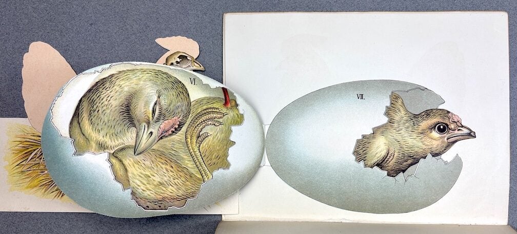 The Story of a Hen, with Colored Manikin Illustration Showing the Egg ...