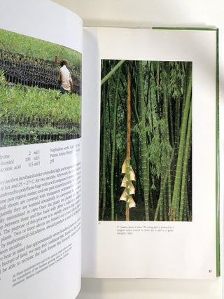 Tropical Bamboo