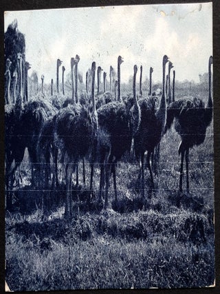 Group of 15 Arizona Postcards, 1900s-1910s
