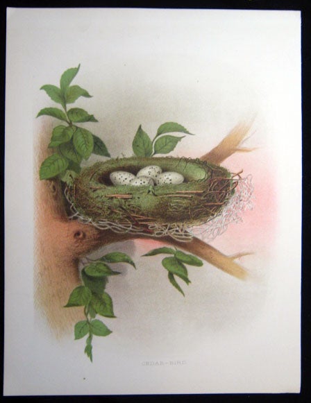 Item #z03695 Cedar-Bird. Original plate from 'Nests and Eggs of Birds of the United States'. Edwin Sheppard, Thomas G. Gentry.