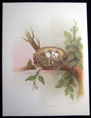 Item #z03696 Wood Pewee. Original plate from 'Nests and Eggs of Birds of the United States'....