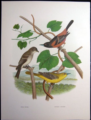Item #z03698 Wood Pewee, Orchard Orioles. Original plate from 'Nests and Eggs of Birds of the...
