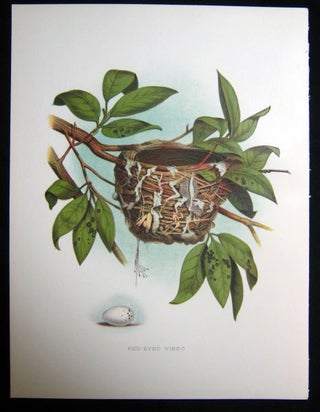 Item #z03702 Red-Eyed Vireo. Original plate from 'Nests and Eggs of Birds of the United States'....