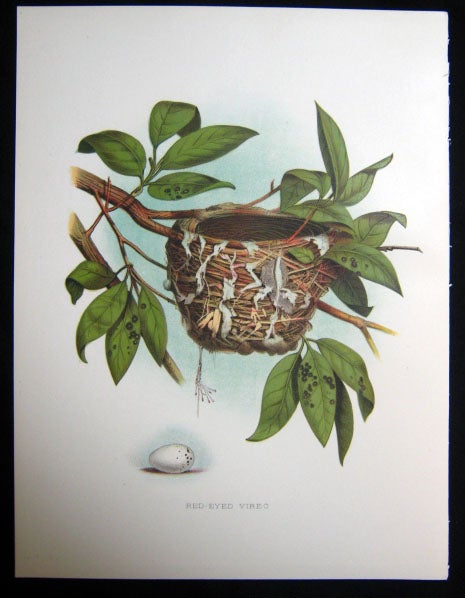 Item #z03702 Red-Eyed Vireo. Original plate from 'Nests and Eggs of Birds of the United States'. Edwin Sheppard, Thomas G. Gentry.