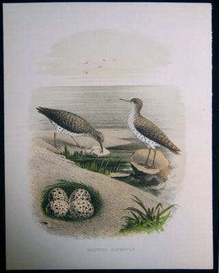 Item #z03703 Spotted Sandpiper. Original plate from 'Nests and Eggs of Birds of the United...