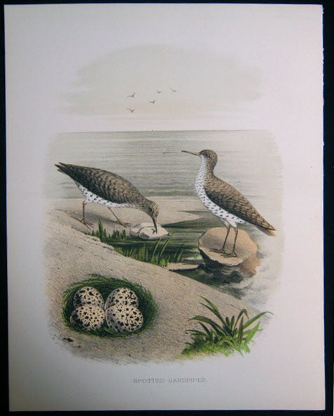 Item #z03703 Spotted Sandpiper. Original plate from 'Nests and Eggs of Birds of the United States'. Edwin Sheppard, Thomas G. Gentry.