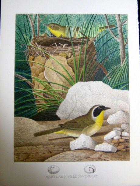 Item #z03708 Maryland Yellow-Throat. Original plate from 'Nests and Eggs of Birds of the United States'. Edwin Sheppard, Thomas G. Gentry.
